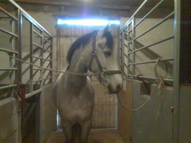 Anden særlig race El Casso billede 3