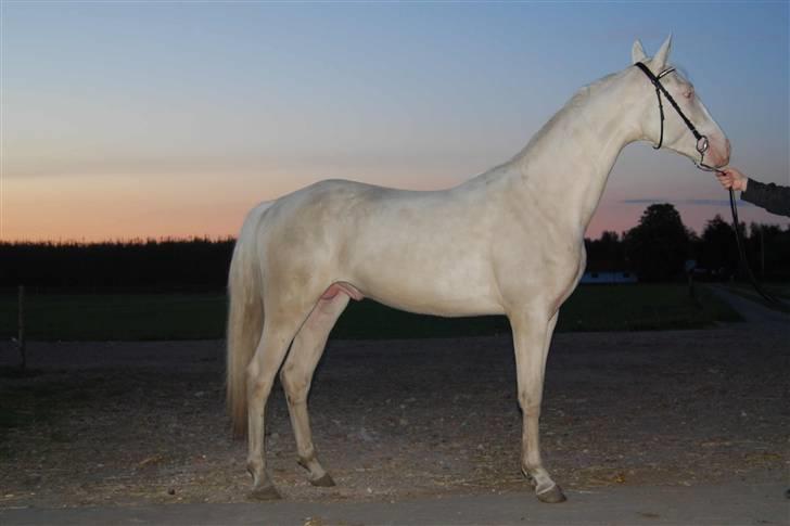 Palomino Mr. SnowFlake *SOLGT* - 13 maj 2009 billede 20