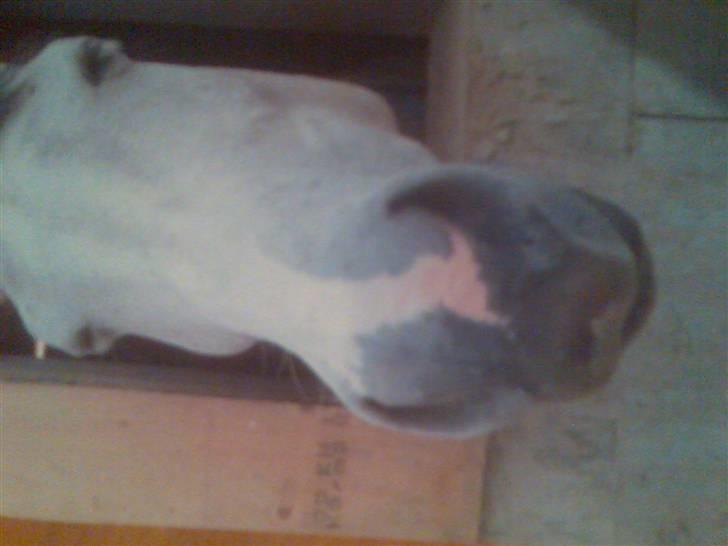 Anden særlig race El Casso billede 4