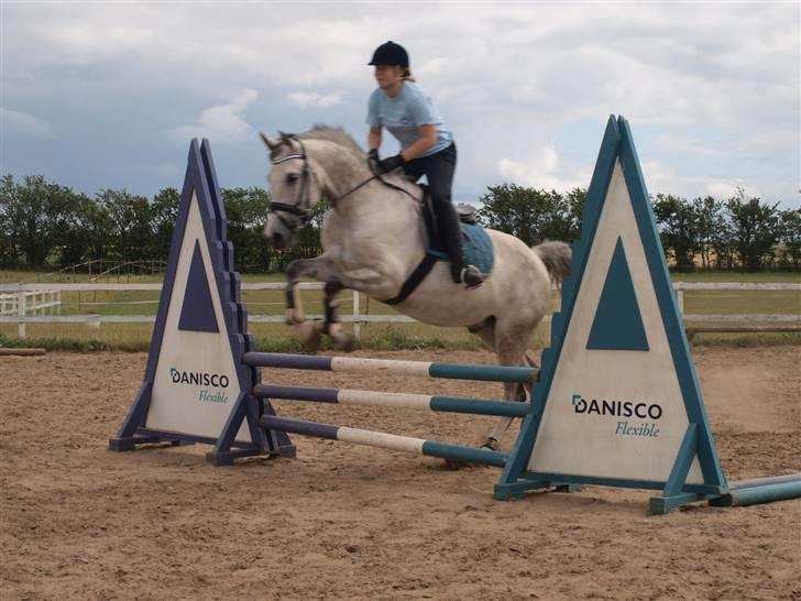 Anden særlig race El Casso billede 5