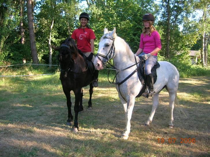 Frieser - Laika  billede 8