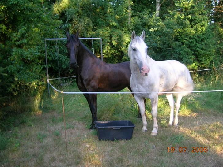 Frieser - Laika  - ude i haven i sommerhuset billede 9