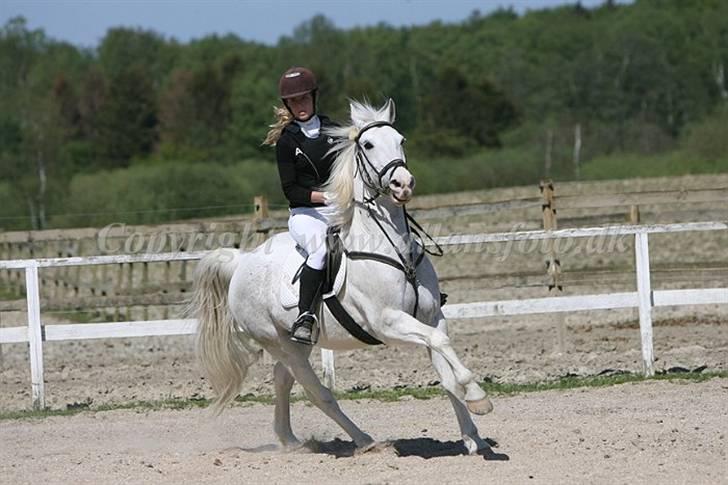 Irsk Sportspony - Charmeur billede 10