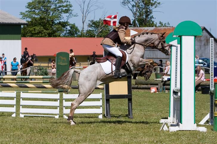 Welsh Pony (sec B) Amandas ElveraSolgt:/ - Velkommen til Snuske´s profil. Min smukke poni.. billede 1