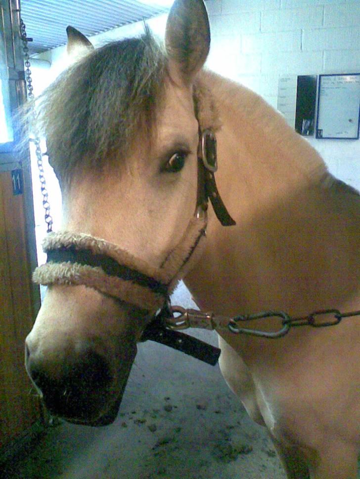 Anden særlig race Molly *Solgt* billede 7