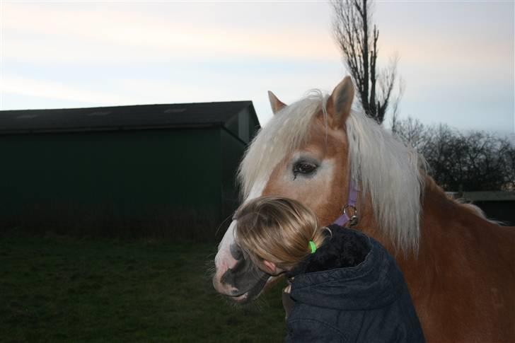 Haflinger Gulla (solgt) - mys billede 1