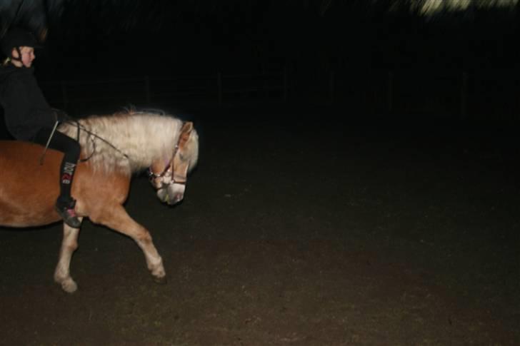 Haflinger Gulla (solgt) - Se mig lige jeg kan da godt gå pænt ! billede 2