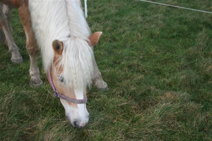 Haflinger Gulla (solgt) - nammen græssss!!!!!!!!! billede 3