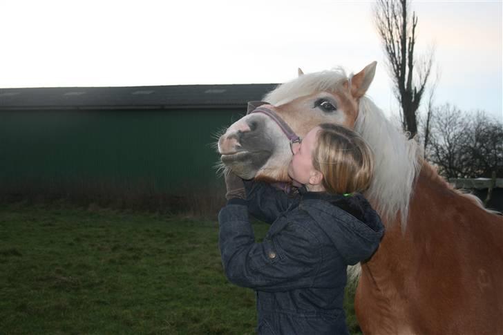 Haflinger Gulla (solgt) - ulalaaa!!!! billede 4