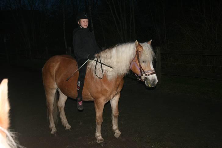 Haflinger Gulla (solgt) - se mig er jeg ik smuk billede 5