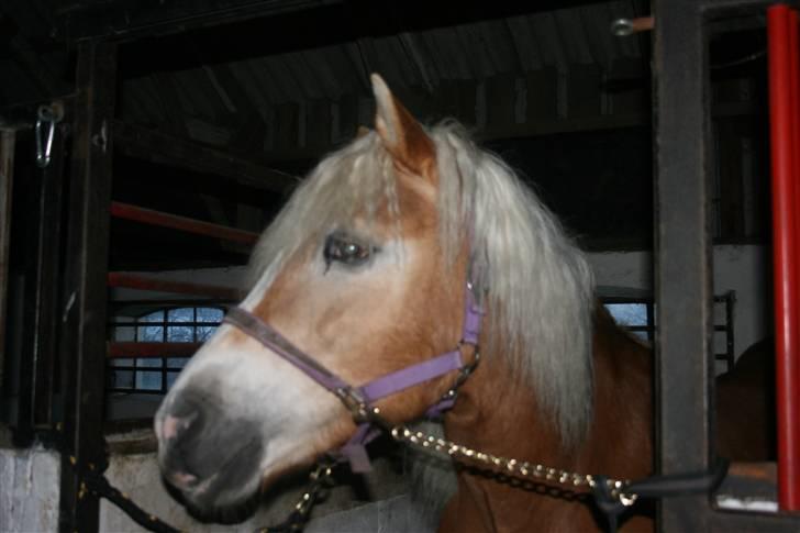 Haflinger Gulla (solgt) - her står jeg og keder mig billede 6