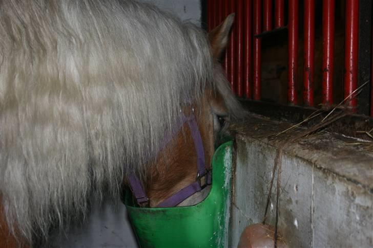 Haflinger Gulla (solgt) - Nåmm Mad det var lækkert ! billede 7
