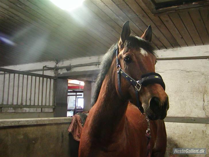 Connemara Felix R.I.P - Velkommen til Felix´ profil:) billede 1