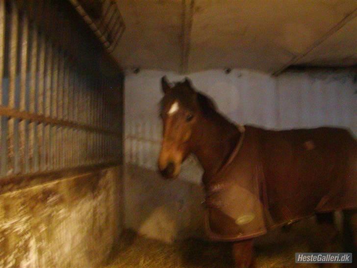 Connemara Felix R.I.P - Felix i hans boks billede 2