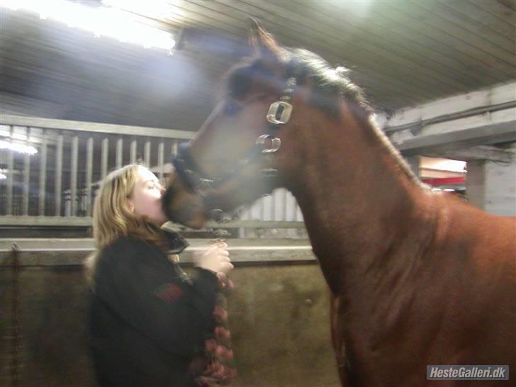 Connemara Felix R.I.P - Jeg elsker dig Felix<3 billede 3