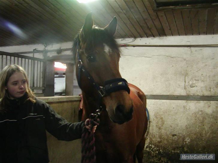 Connemara Felix R.I.P - Du er bare så sød<3 billede 4