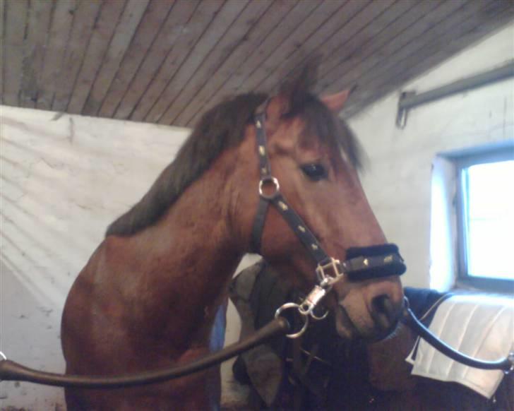 Connemara Felix R.I.P - i stalden billede 5