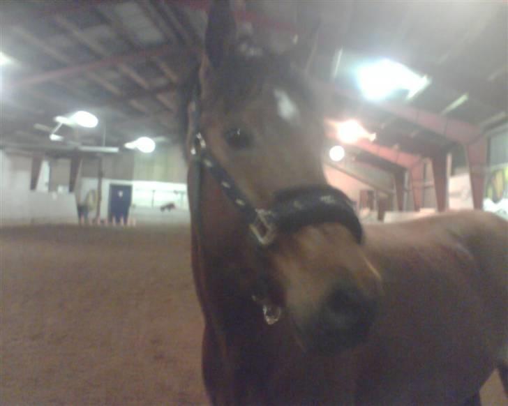 Connemara Felix R.I.P billede 6