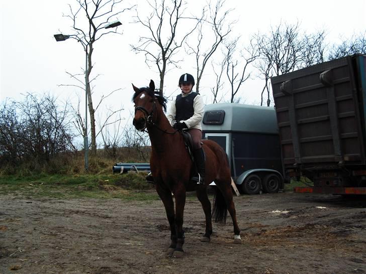 Connemara Felix R.I.P - Da jeg var oppe og prøve ham billede 7