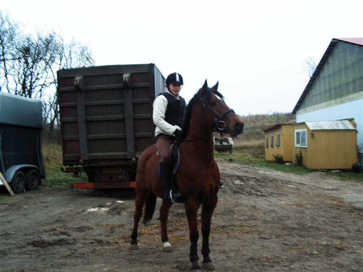 Connemara Felix R.I.P - Da jeg var oppe og prøve ham billede 8