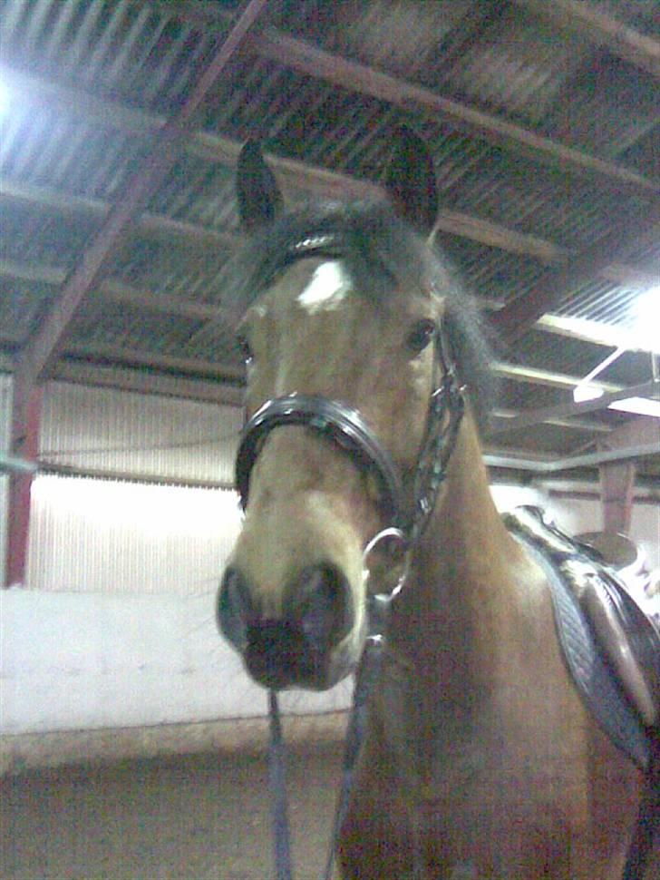 Connemara Felix R.I.P billede 9