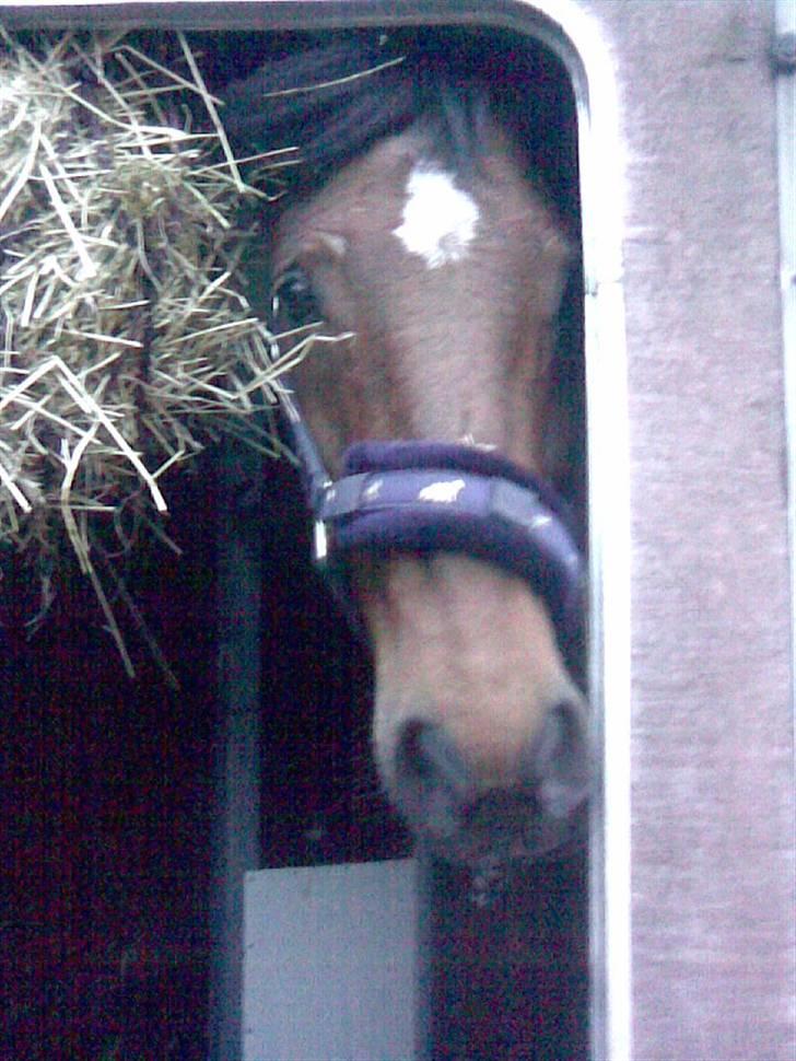 Connemara Felix R.I.P - Felix i trailer :D billede 10