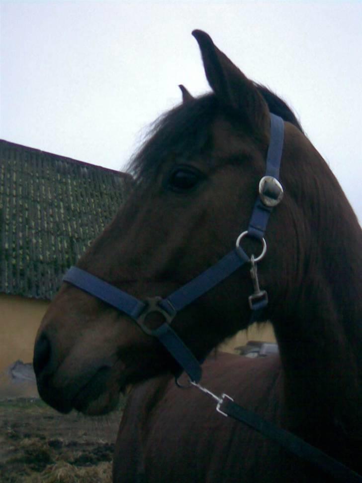 Connemara Felix R.I.P - Felix billede 11