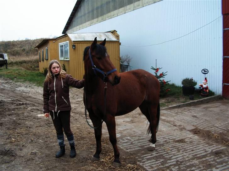 Connemara Felix R.I.P - Felix  billede 12