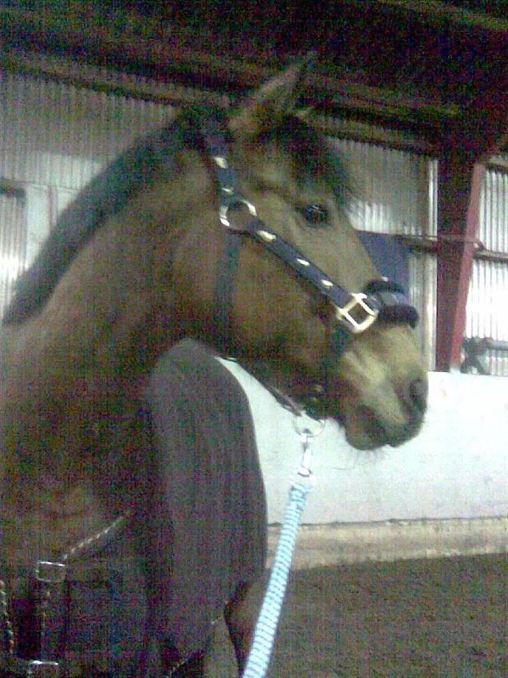 Connemara Felix R.I.P - Felix billede 13