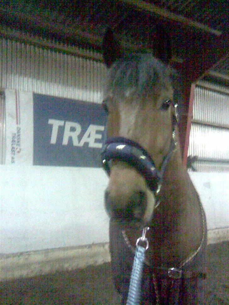 Connemara Felix R.I.P - Felix billede 14