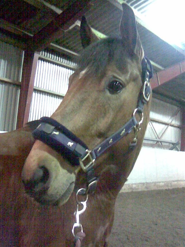 Connemara Felix R.I.P - Felix billede 15