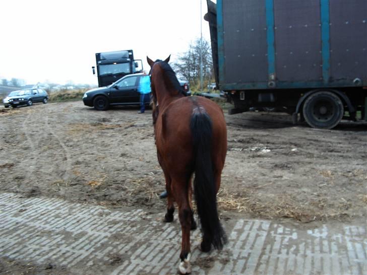 Connemara Felix R.I.P - Se på halen hehe. Han er ´´brun stikkelhåret´´. billede 16