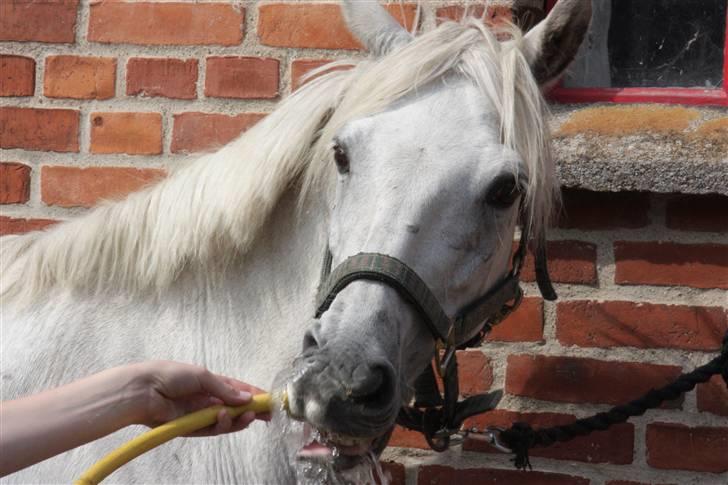 DSP Asgogårds Splint - Vand? :D billede 8