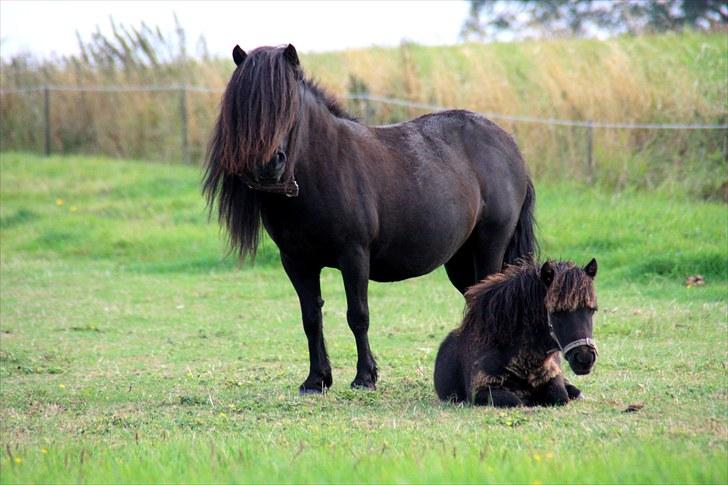 Shetlænder Morillo af Nørvang - Velkommen til morillo´s Profil ;D  billede 1