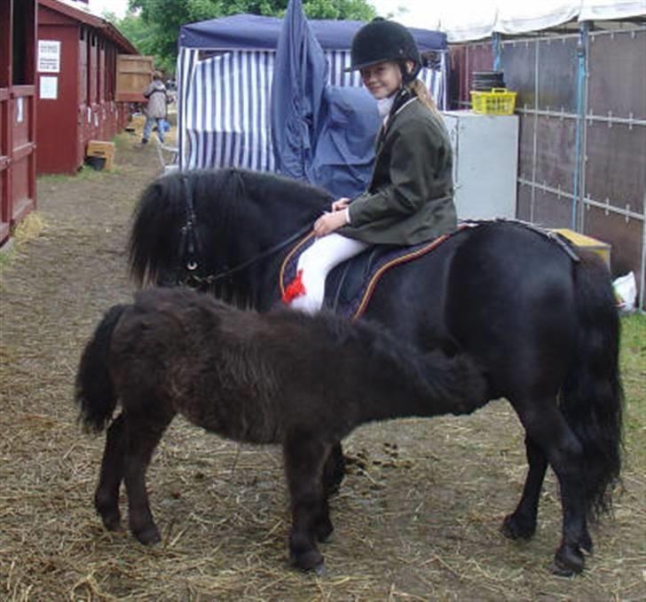 Shetlænder Morillo af Nørvang - Mig, morillo og hendes føl Mellon :D Til Roskilde Dyreskue  billede 2