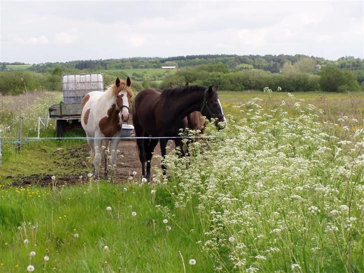 Pinto falchor - sommer ferie billede 12