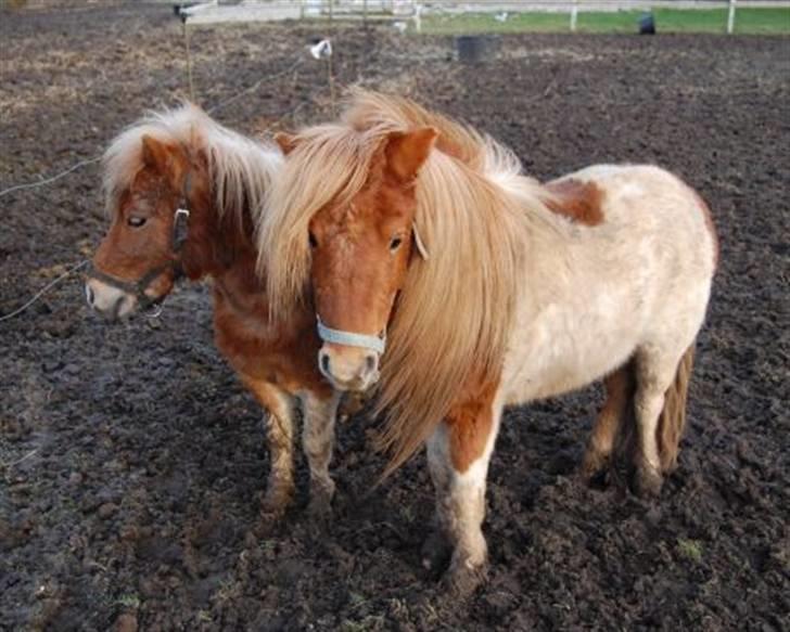 Shetlænder Elvis   - Elvis med lang man feb 2008 billede 10