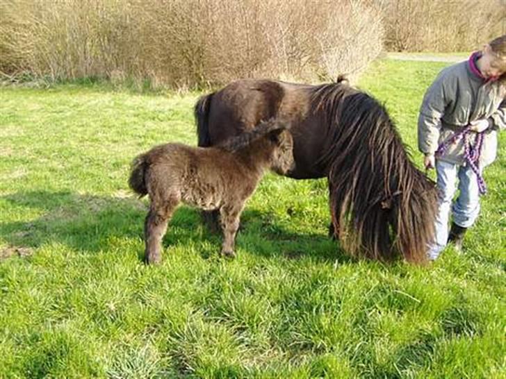 Shetlænder Morillo af Nørvang - Morillo og hendes Føl..  billede 3