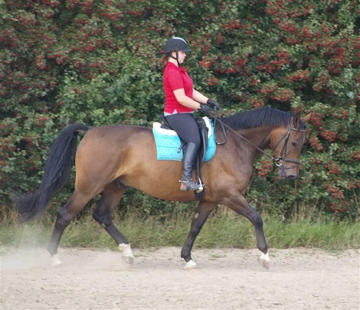 Dansk Varmblod Roché billede 19