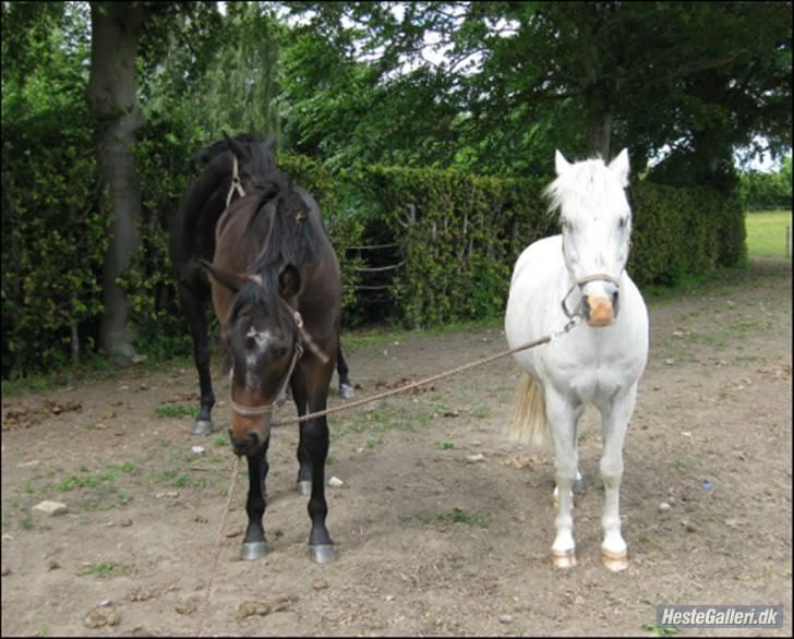 Anden særlig race GHOST BUSTER - Dante på tur med Buster :D billede 6