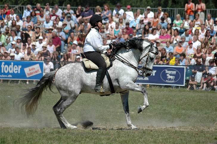 Pura Raza Española Ballesto II - år 2007 til Roskilde Dyrskue - 24 pointe + nr. 4 i konkurrencen om sjællands bedste hingst af alle racer.  billede 1