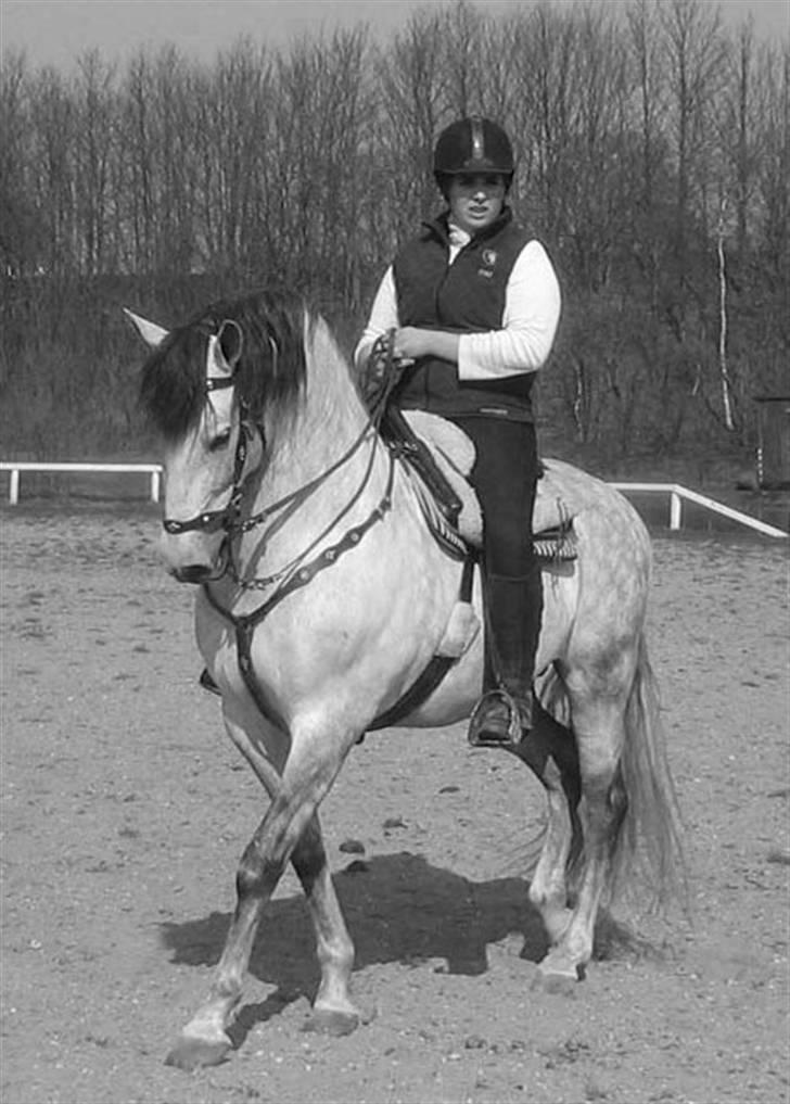 Pura Raza Española Ballesto II - forår 2007 i hedehusene billede 2