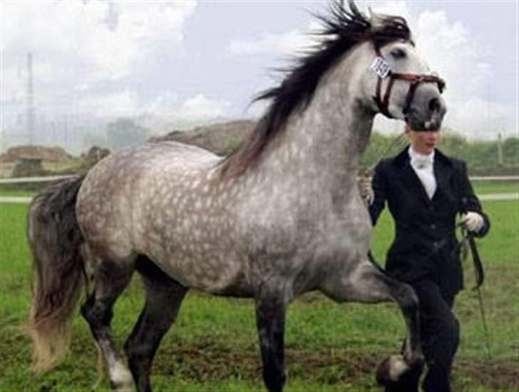 Pura Raza Española Ballesto II - Roskilde Dyrskue 2006 - 23 pointe med i konkurrencen om skuets bedste hingst. billede 3