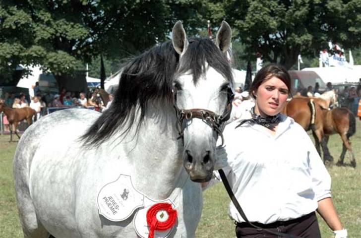 Pura Raza Española Ballesto II - Roskilde Dyrskue 2007 billede 5