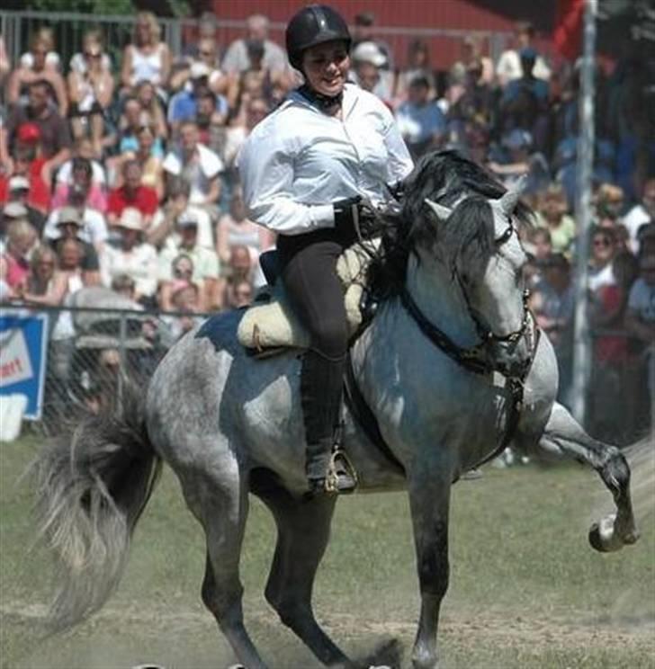 Pura Raza Española Ballesto II - Show Roskilde Dyrskue 2007 billede 6