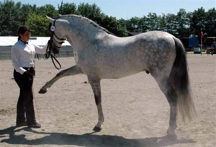 Pura Raza Española Ballesto II - Roskilde Dyrskue racefremvisning 2007 billede 9