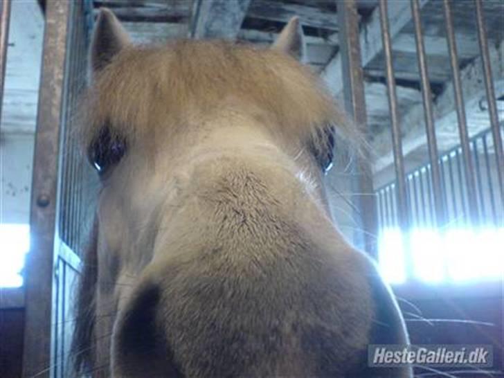 Welsh Pony (sec B) Søborggårds Silver *x-part* <3 - Velkommen til Silver´s profil! xD Lille bamse Silver <33 billede 1