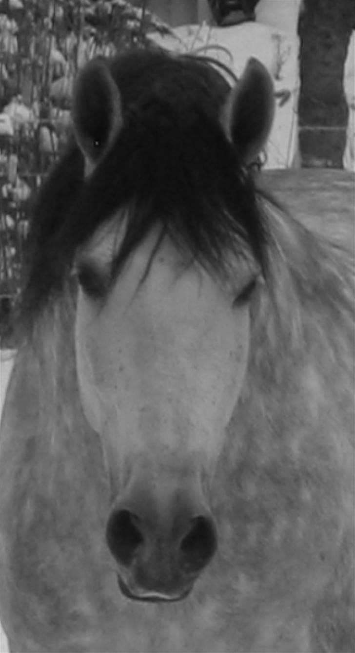 Pura Raza Española Ballesto II - vinteren 2007 billede 10