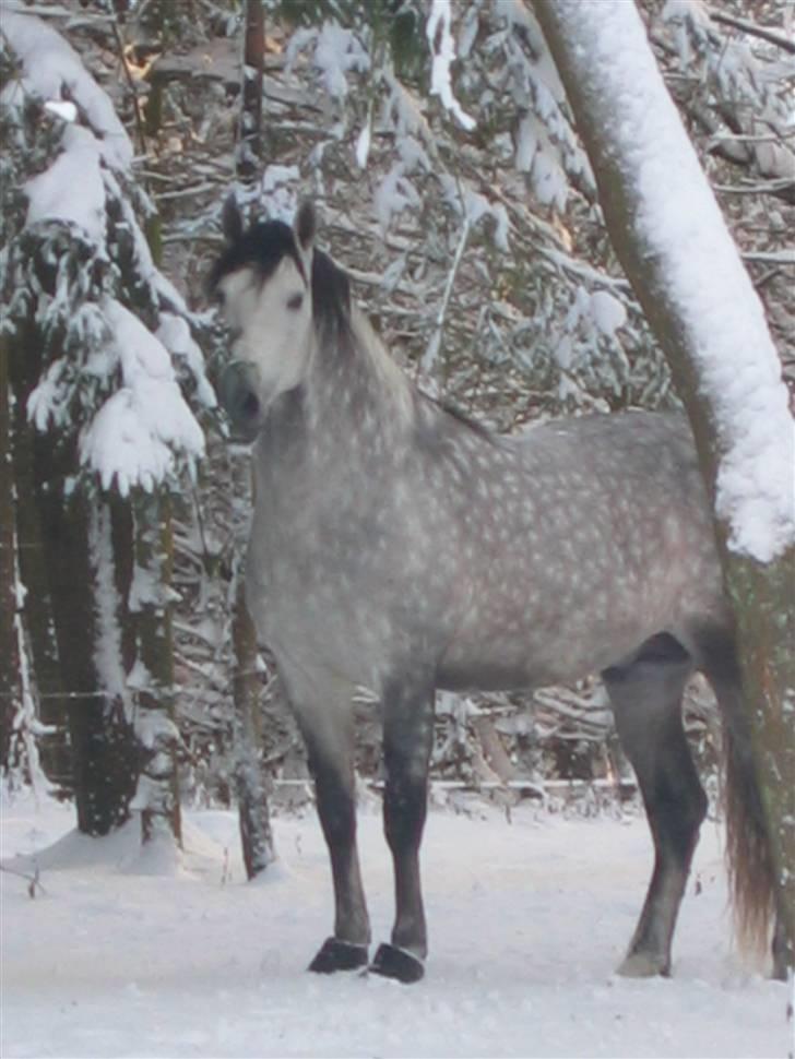 Pura Raza Española Ballesto II - vinteren 2007 billede 11