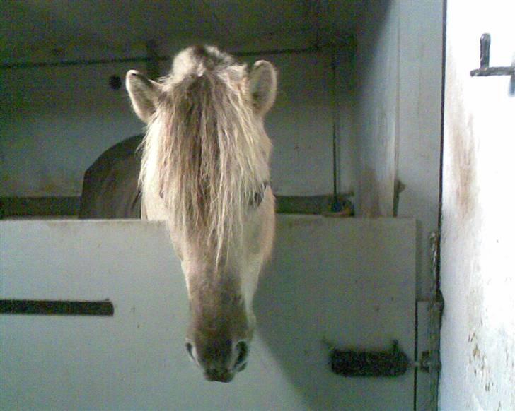 Fjordhest Musti Tyler - Nr. 11 Har du mad med  Foto: Mig   (billede 11) billede 11